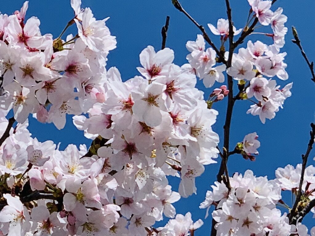 桜満開